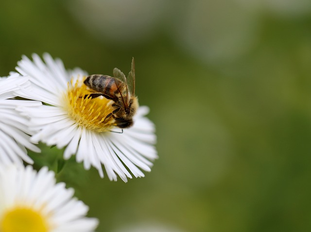 honeybee on flower