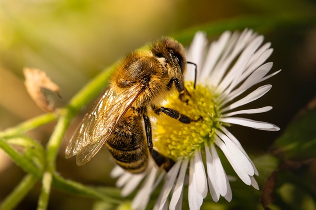 honeybee on flower
