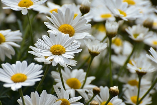 white flower