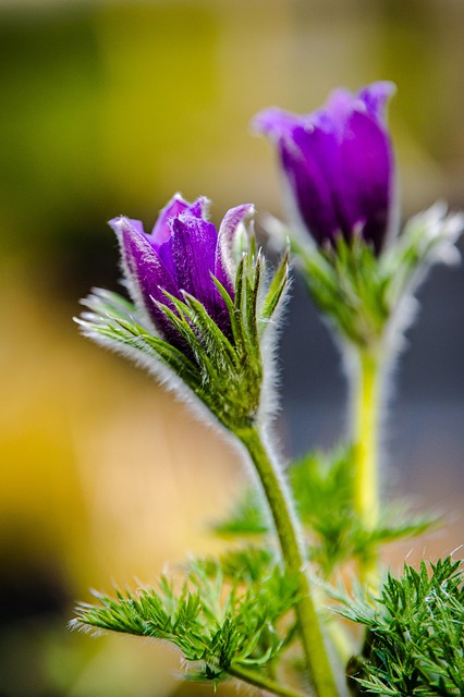 purple flower