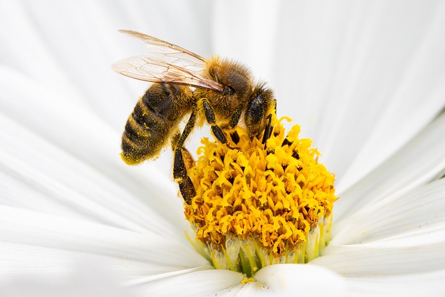 honeybee on flower