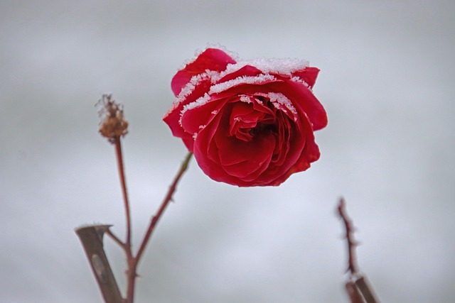 red rose
